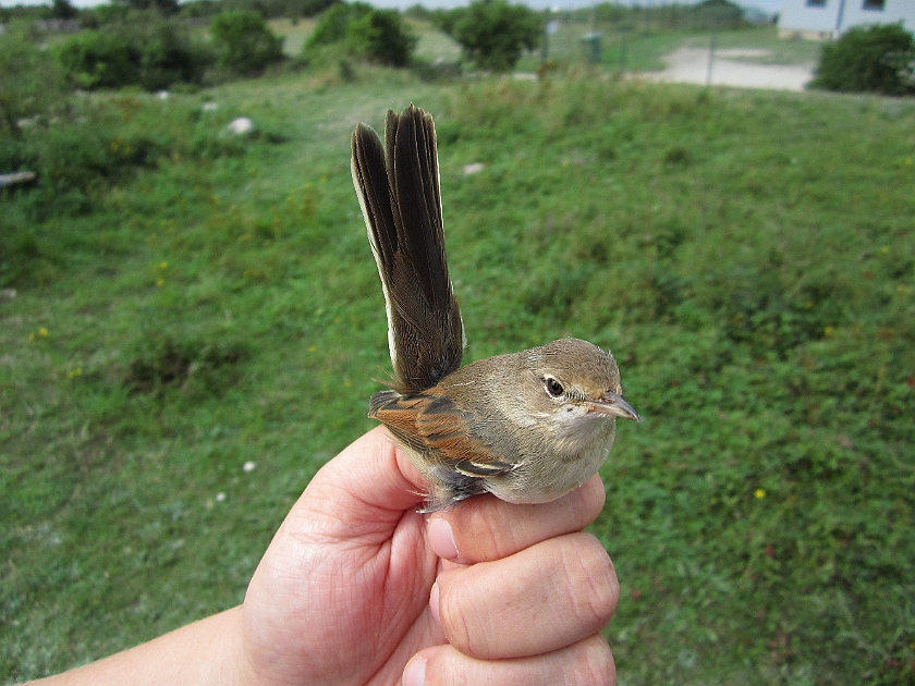 Common Whitethroat, Sundre 20120828